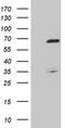 TNF Receptor Associated Factor 5 antibody, TA810290S, Origene, Western Blot image 