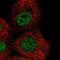 Zinc Finger Protein 318 antibody, NBP1-83208, Novus Biologicals, Immunofluorescence image 