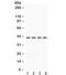Actin Alpha 1, Skeletal Muscle antibody, R32165, NSJ Bioreagents, Western Blot image 