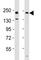 ERBB2 antibody, F53251-0.4ML, NSJ Bioreagents, Western Blot image 