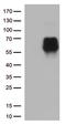 CD86 antibody, CF813081, Origene, Western Blot image 