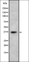 DNA Fragmentation Factor Subunit Alpha antibody, orb336940, Biorbyt, Western Blot image 