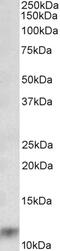 Potassium Voltage-Gated Channel Interacting Protein 3 antibody, 43-034, ProSci, Enzyme Linked Immunosorbent Assay image 