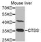 Cathepsin S antibody, abx006611, Abbexa, Western Blot image 