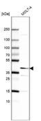 Transcription Factor Like 5 antibody, NBP2-49174, Novus Biologicals, Western Blot image 