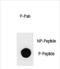 TSC Complex Subunit 1 antibody, PA5-72381, Invitrogen Antibodies, Dot Blot image 