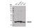 High Mobility Group Box 2 antibody, 14163S, Cell Signaling Technology, Western Blot image 