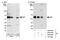 Abl Interactor 1 antibody, NB100-59845, Novus Biologicals, Western Blot image 