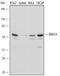 Ring Finger Protein 14 antibody, AF5124, R&D Systems, Western Blot image 