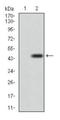 Dynamin 1 Like antibody, NBP2-23489, Novus Biologicals, Western Blot image 