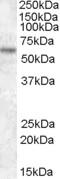 Transcription Factor Binding To IGHM Enhancer 3 antibody, STJ70168, St John