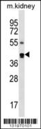 Cytohesin 2 antibody, 56-293, ProSci, Western Blot image 