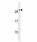 Cripto, FRL-1, Cryptic Family 1B antibody, F40045-0.4ML, NSJ Bioreagents, Western Blot image 