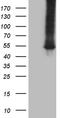 Citrulline--aspartate ligase antibody, TA809216, Origene, Western Blot image 