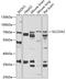 Solute Carrier Family 23 Member 2 antibody, 22-452, ProSci, Western Blot image 