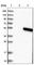 Transmembrane Protein 130 antibody, HPA012928, Atlas Antibodies, Western Blot image 