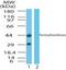 Farnesyltransferase, CAAX Box, Alpha antibody, GTX85881, GeneTex, Western Blot image 