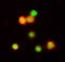 Interleukin 1 Beta antibody, AF-501-NA, R&D Systems, Immunofluorescence image 
