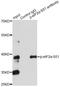 Eukaryotic Translation Initiation Factor 2 Subunit Alpha antibody, LS-C750565, Lifespan Biosciences, Immunoprecipitation image 