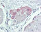 Transient Receptor Potential Cation Channel Subfamily M Member 2 antibody, 25-953, ProSci, Immunohistochemistry paraffin image 