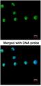 Nuclear Receptor Subfamily 2 Group F Member 1 antibody, NBP1-31259, Novus Biologicals, Immunocytochemistry image 