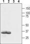 Lysophosphatidic Acid Receptor 2 antibody, PA5-77477, Invitrogen Antibodies, Western Blot image 