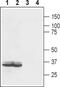 Lysophosphatidic Acid Receptor 2 antibody, PA5-77477, Invitrogen Antibodies, Western Blot image 