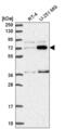 Zinc Finger Protein 800 antibody, NBP2-56679, Novus Biologicals, Western Blot image 