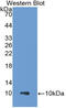 C-C Motif Chemokine Ligand 18 antibody, abx131757, Abbexa, Western Blot image 