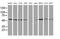 Glutathione Synthetase antibody, MA5-25291, Invitrogen Antibodies, Western Blot image 