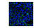 Tight Junction Protein 3 antibody, 3704T, Cell Signaling Technology, Immunofluorescence image 
