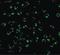 Receptor Interacting Serine/Threonine Kinase 2 antibody, LS-B1394, Lifespan Biosciences, Immunofluorescence image 