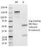 Insulin antibody, 33-155, ProSci, Immunohistochemistry paraffin image 