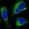 Glucosidase II Alpha Subunit antibody, NBP2-49332, Novus Biologicals, Immunocytochemistry image 