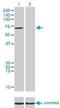 SP110 Nuclear Body Protein antibody, H00003431-M01, Novus Biologicals, Western Blot image 