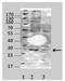 COP9 Signalosome Subunit 7A antibody, NBP1-53118, Novus Biologicals, Western Blot image 