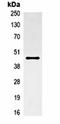 Actin Alpha 1, Skeletal Muscle antibody, orb323087, Biorbyt, Immunoprecipitation image 