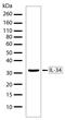 Interleukin 34 antibody, 710114, Invitrogen Antibodies, Western Blot image 