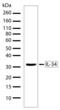 Interleukin 34 antibody, 710114, Invitrogen Antibodies, Western Blot image 