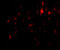 Calpain 6 antibody, A09778, Boster Biological Technology, Immunofluorescence image 