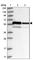 Zinc Finger Protein 622 antibody, HPA036515, Atlas Antibodies, Western Blot image 