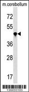 Peptidylprolyl Isomerase Like 4 antibody, 60-014, ProSci, Western Blot image 