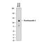 Thrombospondin 4 antibody, AF7860, R&D Systems, Western Blot image 