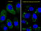 Microtubule Associated Protein 1 Light Chain 3 Beta antibody, abx029951, Abbexa, Immunohistochemistry frozen image 
