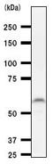 Paired Box 8 antibody, ab53490, Abcam, Western Blot image 