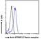 ATPase H+ Transporting Accessory Protein 2 antibody, 46-280, ProSci, Western Blot image 