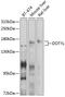 DOT1 Like Histone Lysine Methyltransferase antibody, 13-974, ProSci, Western Blot image 