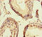 ETS Transcription Factor ELK1 antibody, CSB-PA007603LA01HU, Cusabio, Immunohistochemistry frozen image 