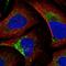 Autophagy And Beclin 1 Regulator 1 antibody, HPA038535, Atlas Antibodies, Immunofluorescence image 