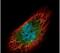 Exosome complex exonuclease RRP40 antibody, PA5-30610, Invitrogen Antibodies, Immunofluorescence image 
